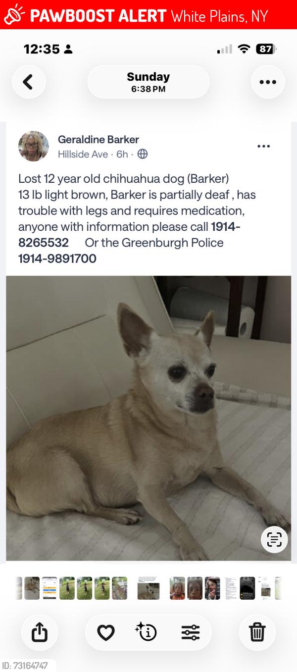 Lost Male Dog last seen Edge park rd green burger ny, White Plains, NY 10603