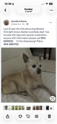 Lost Male Dog last seen Edge park rd green burger ny, White Plains, NY 10603