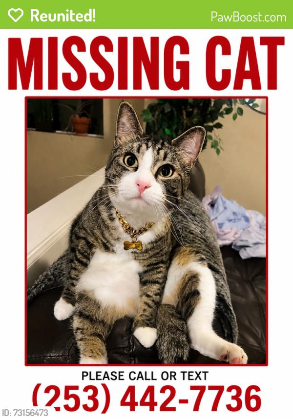 Reunited Male Cat last seen 16th ave and nw 83rd, Seattle, WA 98117