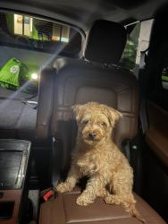 Found/Stray Male Dog last seen Gwinnett County Fairgrounds, Lawrenceville, GA 30045