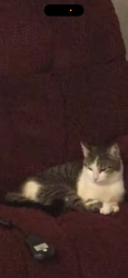 Lost Female Cat last seen Connemara Neighborhood, Lawrenceville, GA 30044