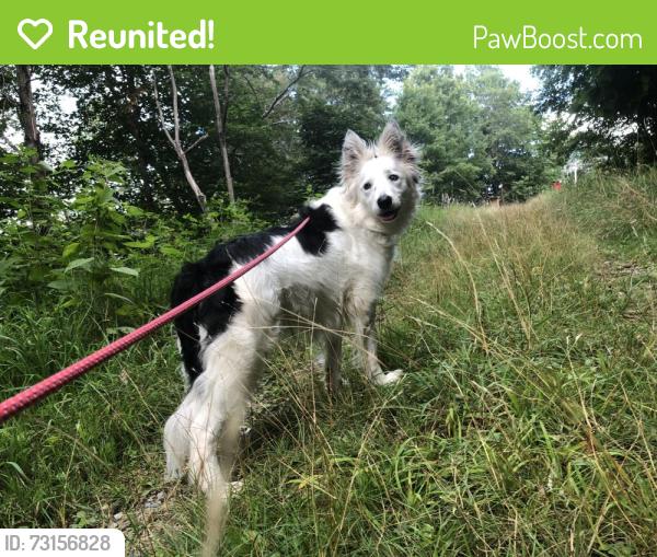 Reunited Female Dog last seen Shope creek ests dr, Asheville, NC 28805
