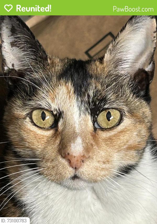 Reunited Female Cat last seen Perry Way, Oxnard, CA 93036, USA, Oxnard, CA 93036