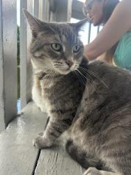 Lost Female Cat last seen Circle j gas station, Jacksonville, FL 32258