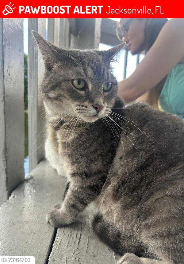 Lost Female Cat last seen Circle j gas station, Jacksonville, FL 32258