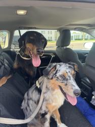 Found/Stray Unknown Dog last seen Chaparral and 83rd, Scottsdale, AZ 85250