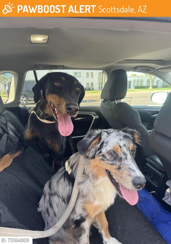 Found/Stray Unknown Dog last seen Chaparral and 83rd, Scottsdale, AZ 85250