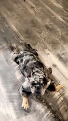 Lost Female Dog last seen Near fox ridge blvd, Zephyrhills, FL 33543