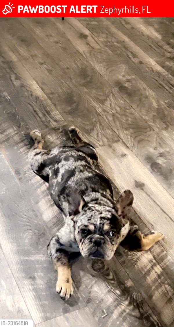 Lost Female Dog last seen Near fox ridge blvd, Zephyrhills, FL 33543