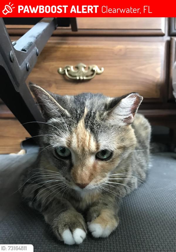 Lost Female Cat last seen Idle drive, Clearwater, FL 33756
