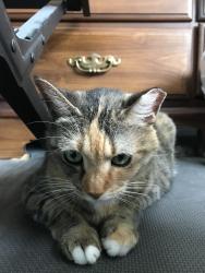 Lost Female Cat last seen Idle drive, Clearwater, FL 33756