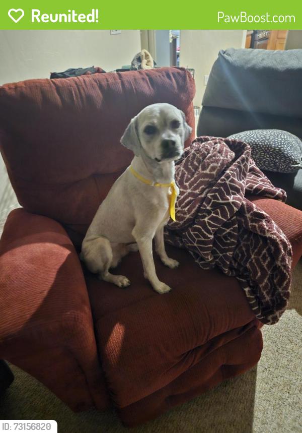 Reunited Male Dog last seen Shannon road vail, az, Vail, AZ 85641