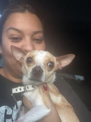 Reunited Female Dog last seen Spanish dagger/camier cove, San Antonio, TX 78218