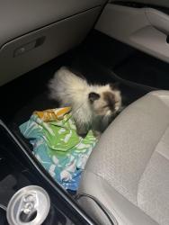 Found/Stray Unknown Cat last seen Equus neighborhood on curb, Palm Beach County, FL 33472