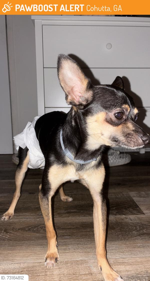 Found/Stray Male Dog last seen Squirrel Ave, Cohutta, GA 30710, Cohutta, GA 30710