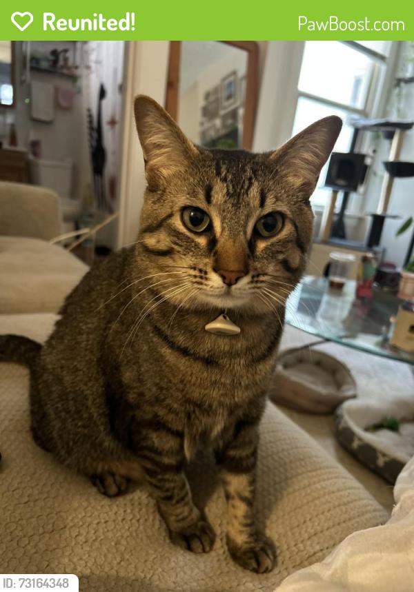 Reunited Male Cat last seen W 6th Avenue and Grandview Avenue, Columbus, OH 43212