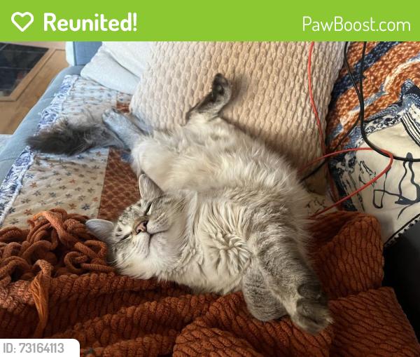 Reunited Female Cat last seen Tramway and Comanche, Albuquerque, NM 87111