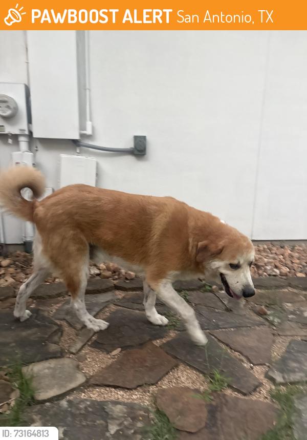 Found/Stray Male Dog last seen Steeple brook neighborhood, San Antonio, TX 78256