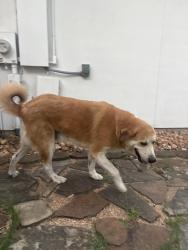 Found/Stray Male Dog last seen Steeple brook neighborhood, San Antonio, TX 78256