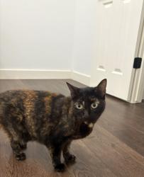 Found/Stray Unknown Cat last seen Bush Elementary School, The Woodlands, TX 77382