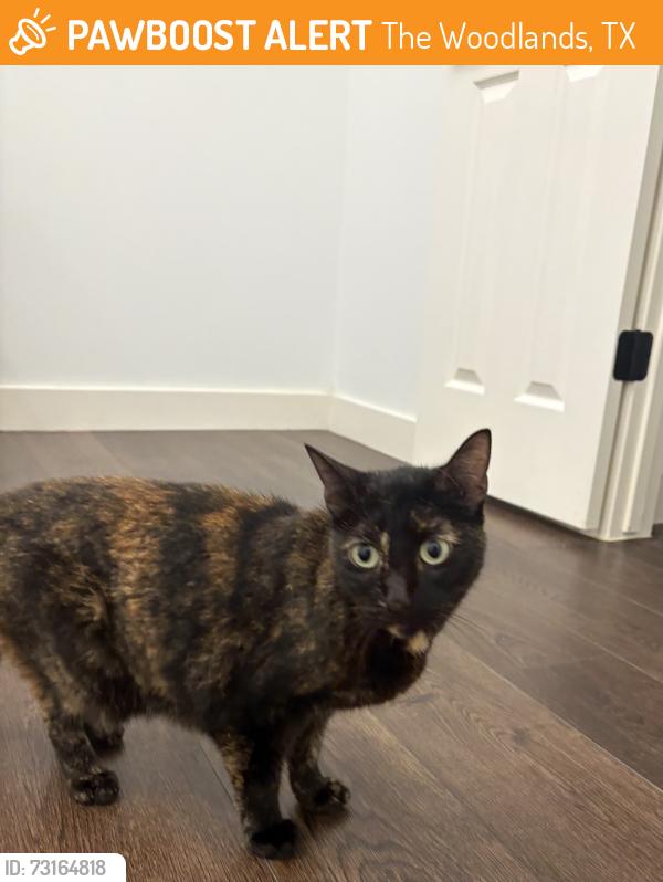 Found/Stray Unknown Cat last seen Bush Elementary School, The Woodlands, TX 77382
