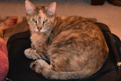 Lost Female Cat last seen Ridgewood and Eastcreek Place (near 18th Street), Plano, TX 75074