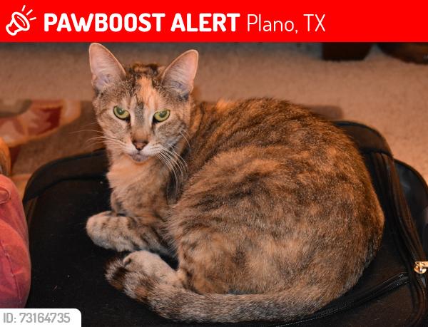 Lost Female Cat last seen Ridgewood and Eastcreek Place (near 18th Street), Plano, TX 75074