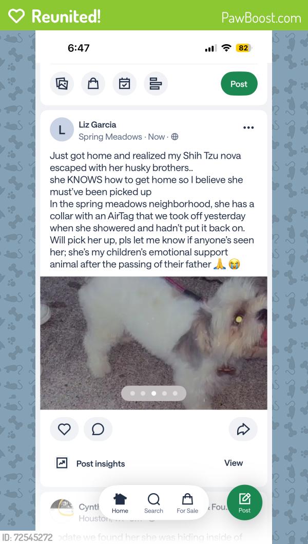 Reunited Female Dog last seen Clay and brrittmore, Houston, TX 77043