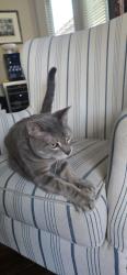 Reunited Male Cat last seen Rhodes Ranch on Durango, Las Vegas, NV 89148