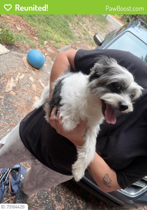 Reunited Unknown Dog last seen Channing Drive, Fayetteville, NC 28303