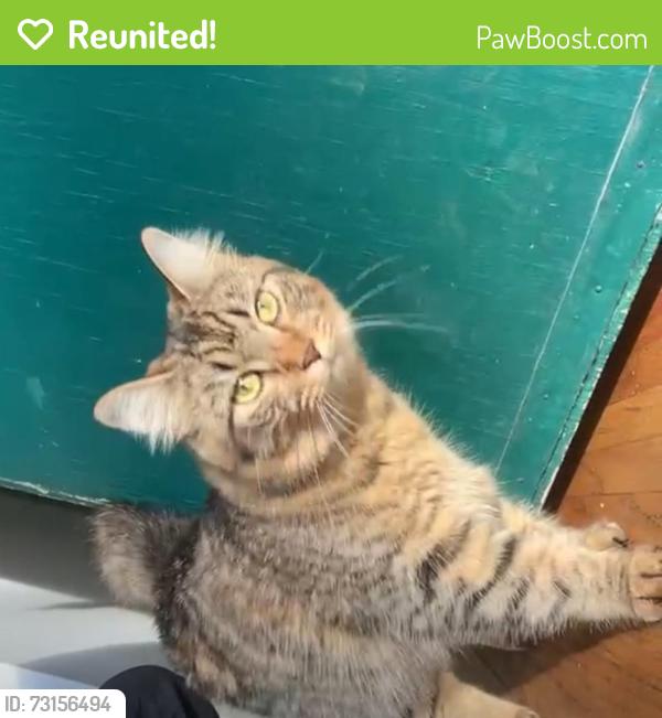Reunited Female Cat last seen Near Grosvenor Rd, Surrey, BC V3R 5G2