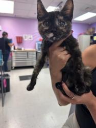 Shelter Stray Female Cat last seen Near pitt st, CITY of El Paso, TX, 5001 Fred Wilson Ave, El Paso, TX 79906, USA