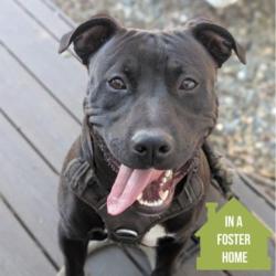 Shelter Stray Male Dog last seen Near Trade Center Dr, Rancho Cordova, CA, 6201 Florin Perkins Rd, Sacramento, CA 95828, USA