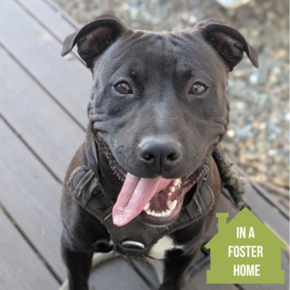 Shelter Stray Male Dog last seen Near Trade Center Dr, Rancho Cordova, CA, 6201 Florin Perkins Rd, Sacramento, CA 95828, USA