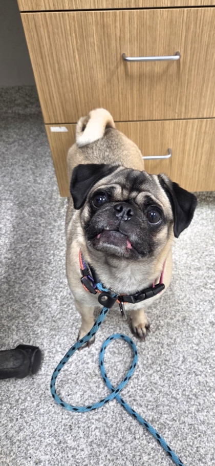 Shelter Stray Female Dog last seen Near Shannon DR, 21213, MD, 301 Stockholm St, Baltimore, MD 21230, USA