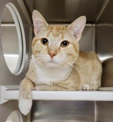Shelter Stray Male Cat last seen Near Wicklow Rd, 21229, MD, 301 Stockholm St, Baltimore, MD 21230, USA