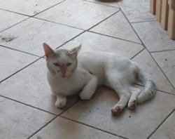 Shelter Stray Unknown Cat last seen Near Grimchester, Zone 3, TX, 8755 Farm to Market 1516, Converse, TX 78109, USA