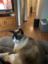 Lost Male Cat last seen Woodvale, Prattville, AL 36067