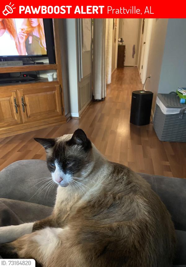 Lost Male Cat last seen Woodvale, Prattville, AL 36067