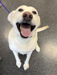 Shelter Stray Male Dog last seen KINGSWOOD DR & JUNCTION BL, Roseville City, CA, 200 Tahoe Ave, Roseville, CA 95678, USA