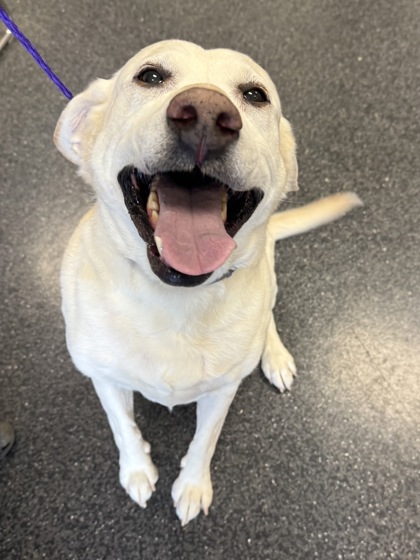 Shelter Stray Male Dog last seen KINGSWOOD DR & JUNCTION BL, Roseville City, CA, 200 Tahoe Ave, Roseville, CA 95678, USA