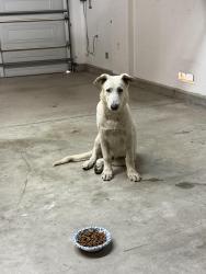 Found/Stray Male Dog last seen Interstate 10 westbound median. Near the San Bernardino/Barstow exit, San Bernardino, CA 92401