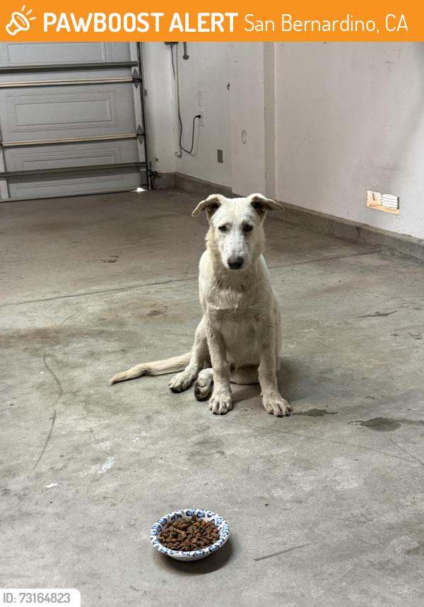 Found/Stray Male Dog last seen Interstate 10 westbound median. Near the San Bernardino/Barstow exit, San Bernardino, CA 92401