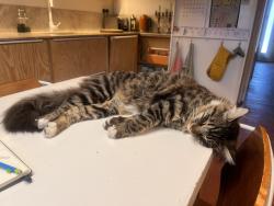 Lost Male Cat last seen Stoke Newington Common, Greater London, England N16 7LE