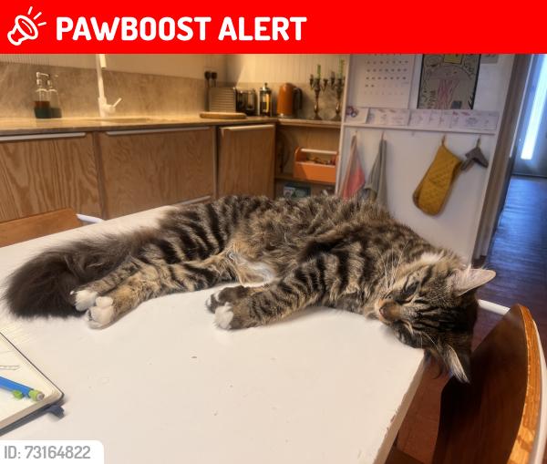 Lost Male Cat last seen Stoke Newington Common, Greater London, England N16 7LE