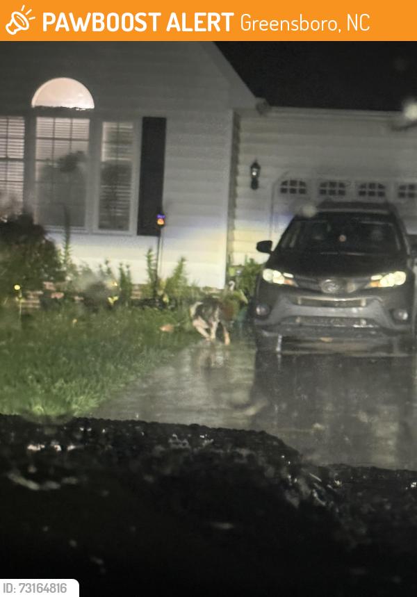 Found/Stray Unknown Dog last seen Near Sheree Ct Greensboro, NC 27406 United States, Greensboro, NC 27406