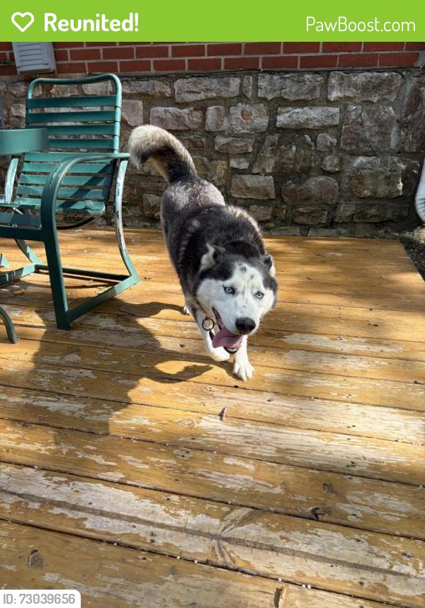 Reunited Female Dog last seen Gudgell & Drumm Ave, Independence, MO 64055