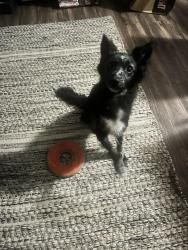 Reunited Female Dog last seen Taliwa & Moody near Chapman Hwy, Knoxville, TN 37920