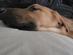 Lost Male Dog last seen NW 11TH AND Villa, Oklahoma City, OK 73107