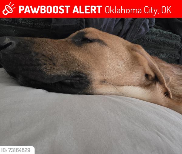 Lost Male Dog last seen NW 11TH AND Villa, Oklahoma City, OK 73107